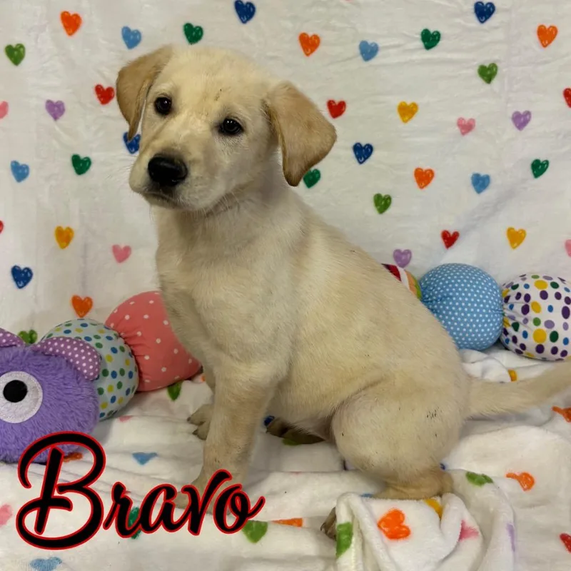 A baby large-sized female Labrador Retriever dog named Bravo for adoption in Hillsboro, OH