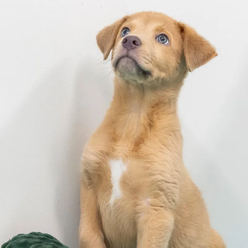 A baby small-sized male Brown / Chocolate Mixed Breed dog named Cassian for adoption in Cartersville, GA