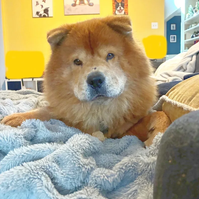 An adult medium-sized male Chow Chow dog named Chad for adoption in Flower Mound, TX