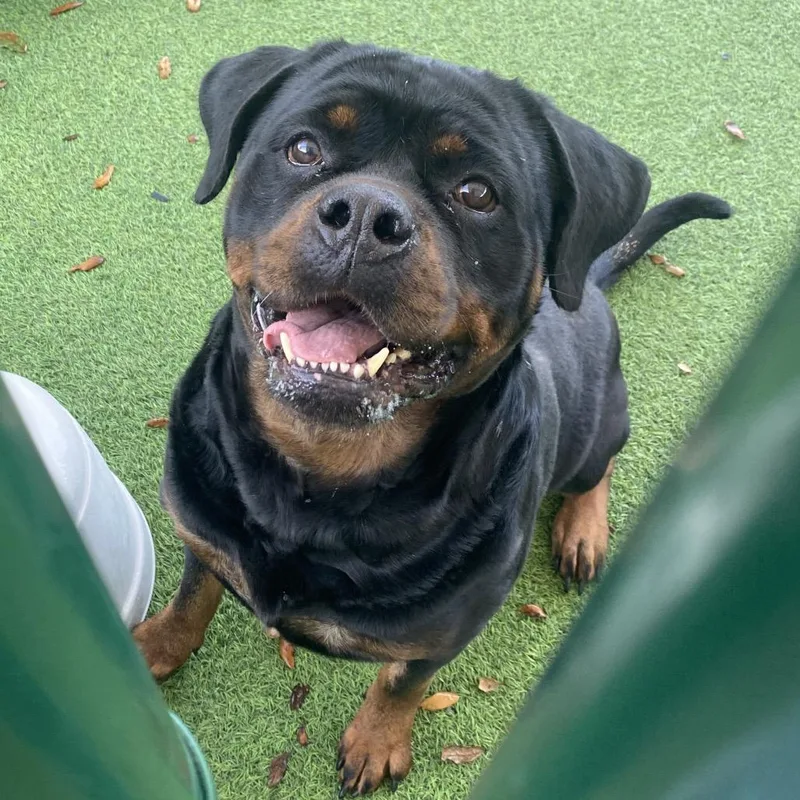 An adult medium-sized female Black Rottweiler dog named Hazel for adoption in LOXAHATCHEE, FL
