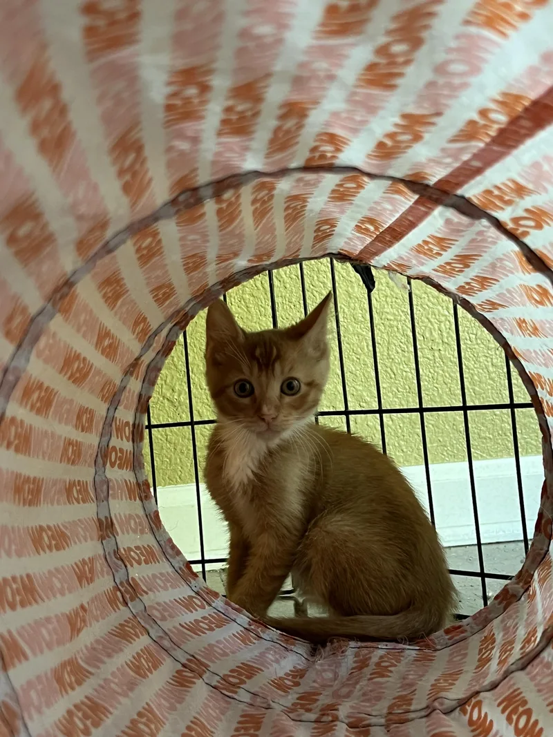 Otis