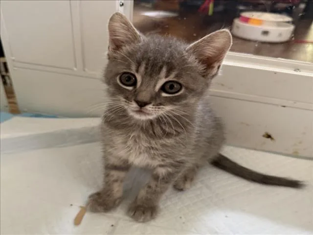 A baby small-sized male Gray / Blue / Silver Domestic Short Hair cat named Vernon for adoption in Woodland, CA