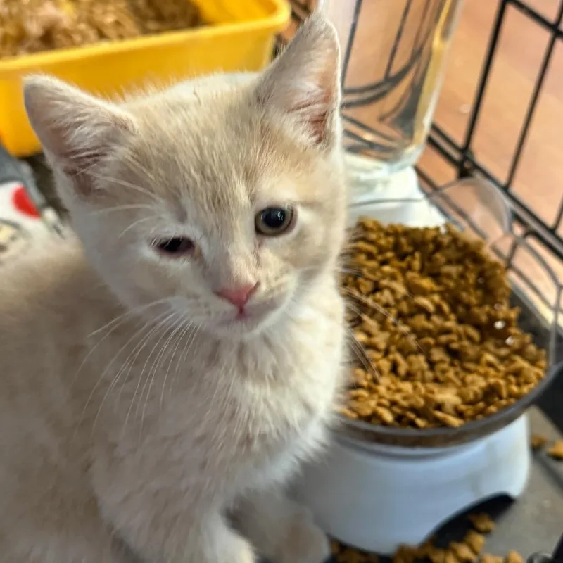 A baby small-sized male Buff / Tan / Fawn Domestic Short Hair cat named Bowie for adoption in Yucaipa, CA