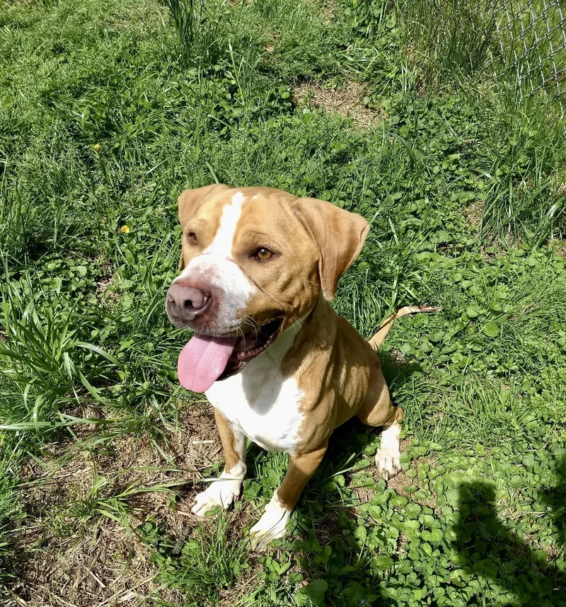 A young large-sized male Yellow / Tan / Blond / Fawn Mixed Breed dog named Charlie for adoption in Petersburg, VA