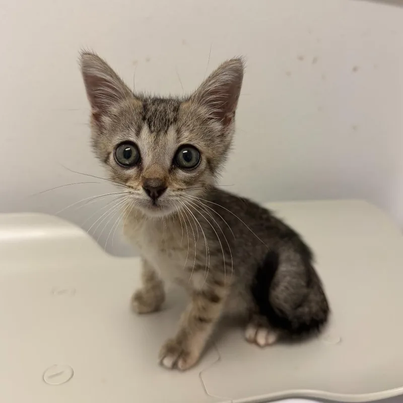 A baby small-sized female Brown / Chocolate Domestic Short Hair cat named Juanita for adoption in Edinburg, TX
