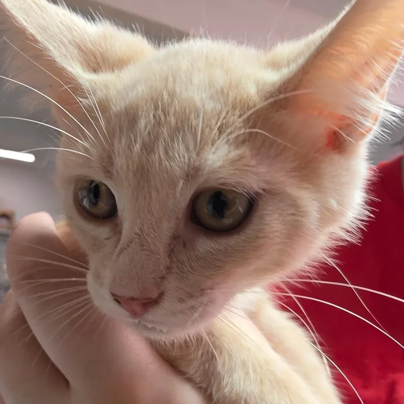 A baby small-sized male Orange / Red Domestic Short Hair cat named Walnut for adoption in Leander, TX