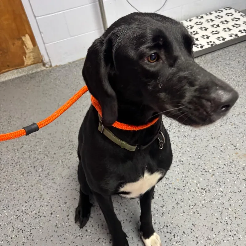 An adult large-sized female Black Weimaraner dog named Ellie Bellie for adoption in Middleburg, FL