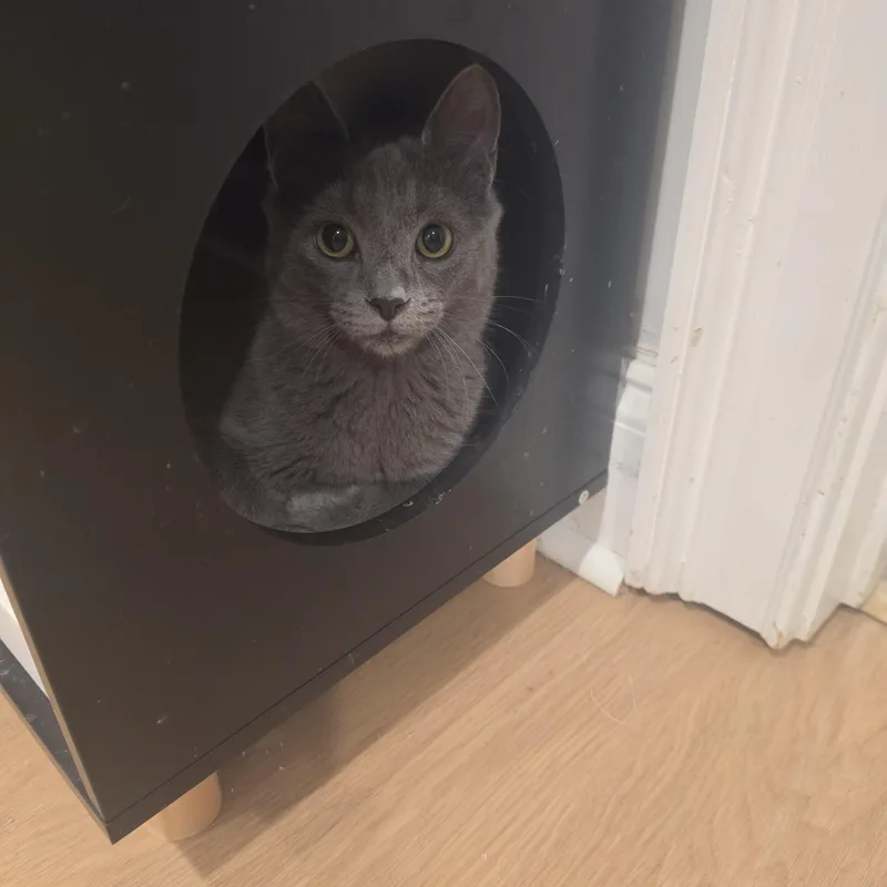 A baby medium-sized female Gray / Blue / Silver Domestic Medium Hair cat named Cloie for adoption in Lawrenceville, GA