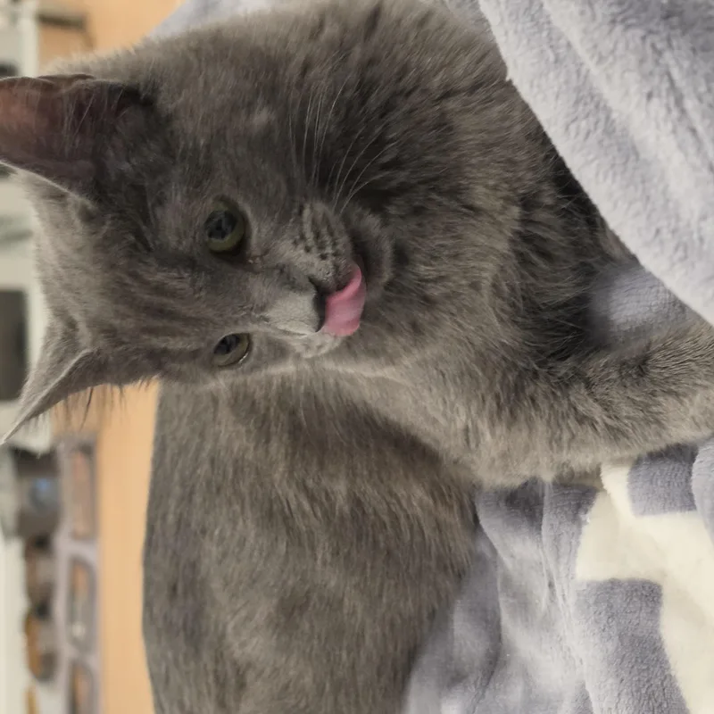 Cloie thumbnail 2