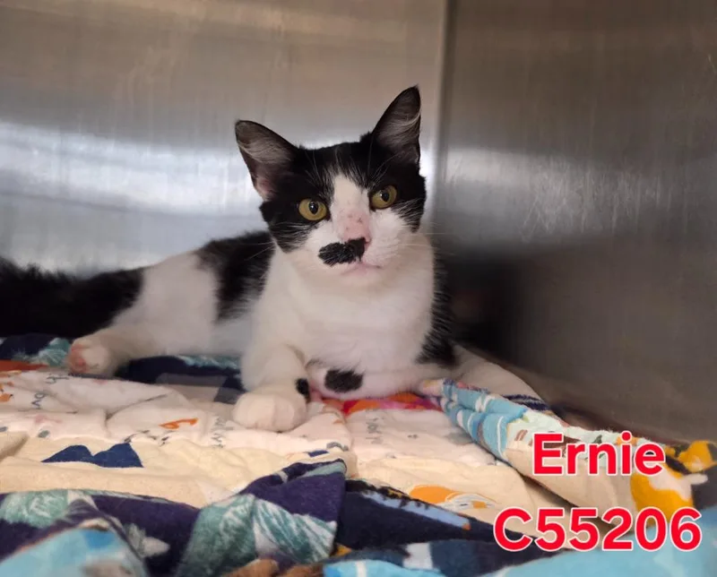 A young small-sized female Domestic Short Hair cat named Ernie for adoption in Clarksville, TN