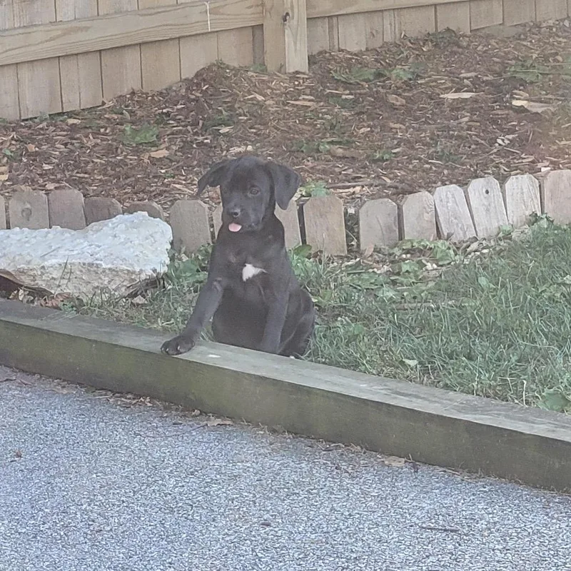 A baby small-sized male Black Labrador Retriever dog named Scout for adoption in Avon, OH