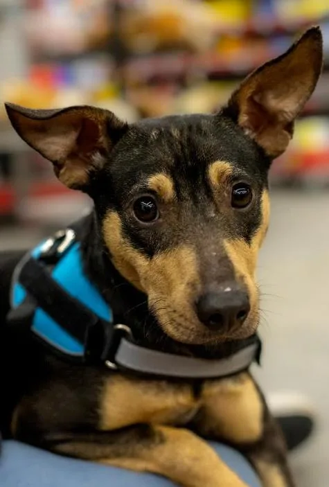 Peewee In Ct thumbnail 2