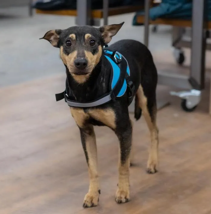 Peewee In Ct thumbnail 3