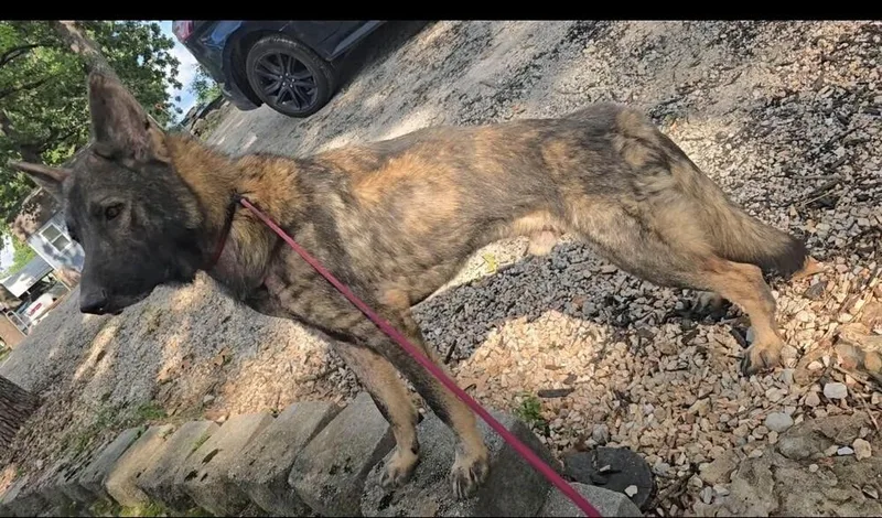 An adult large-sized male Brindle Dutch Shepherd dog named Bodie located in Missouri for adoption in Imlay City, MI