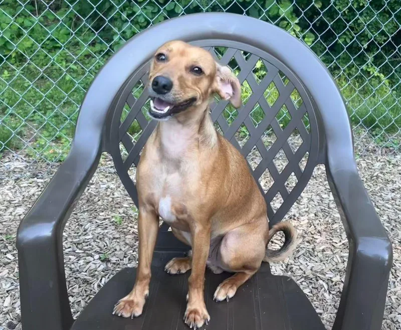 A young small-sized male Dachshund dog named Dustin for adoption in East Hartford, CT