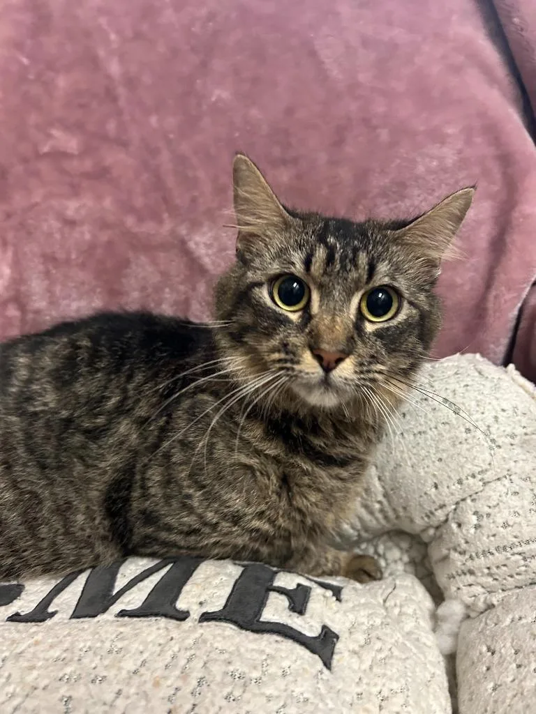 A young large-sized female Domestic Medium Hair cat named Norma for adoption in Little Elm, TX