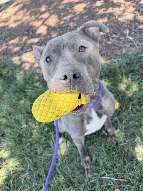 An adult large-sized male American Staffordshire Terrier dog named Wilbur for adoption in Charlotte, NC