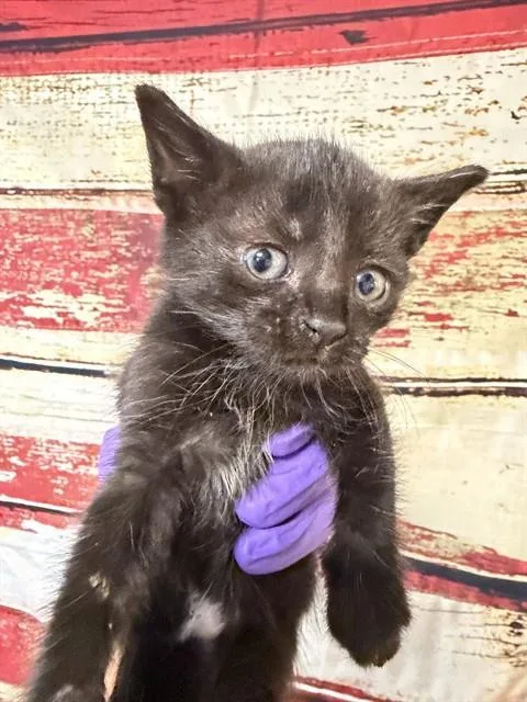 A baby small-sized female Domestic Short Hair cat named Moana for adoption in Miami, FL