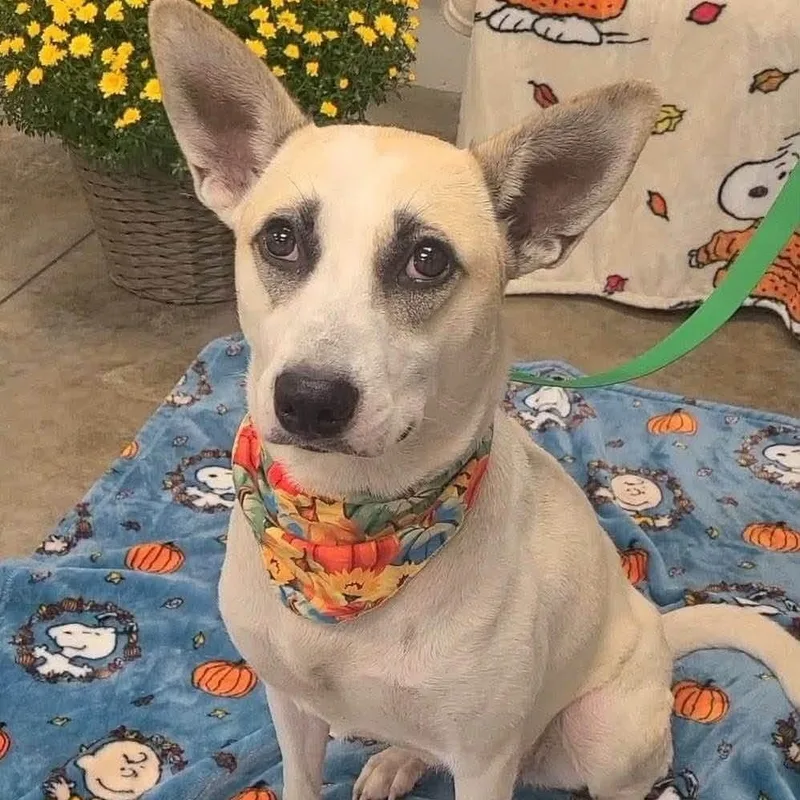 A young medium-sized female Apricot / Beige Carolina Dog named Lamello for adoption in Williston, VT