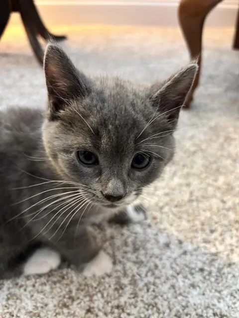 A baby small-sized female Domestic Medium Hair cat named Aspen for adoption in Charlotte, NC