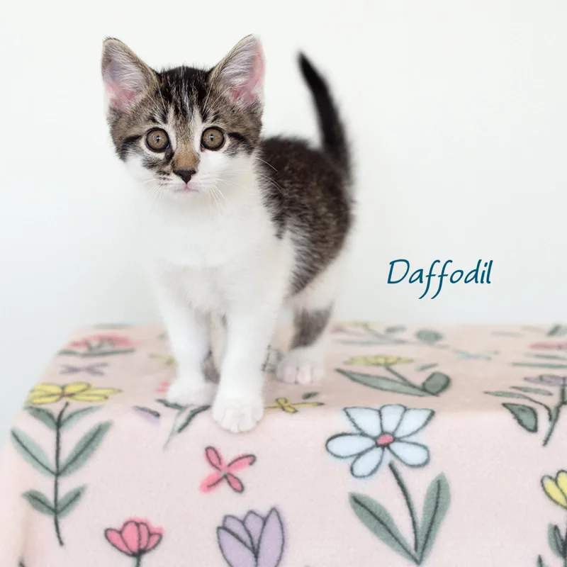 A baby medium-sized male Domestic Short Hair cat named Daffodil for adoption in Rochester, NY