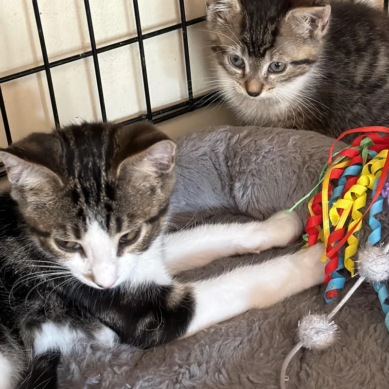 A baby small-sized male Domestic Short Hair cat named Chip for adoption in Williamsville, NY