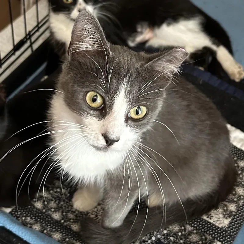 An adult medium-sized male Gray / Blue / Silver Domestic Short Hair cat named Cagney for adoption in Columbia, MO