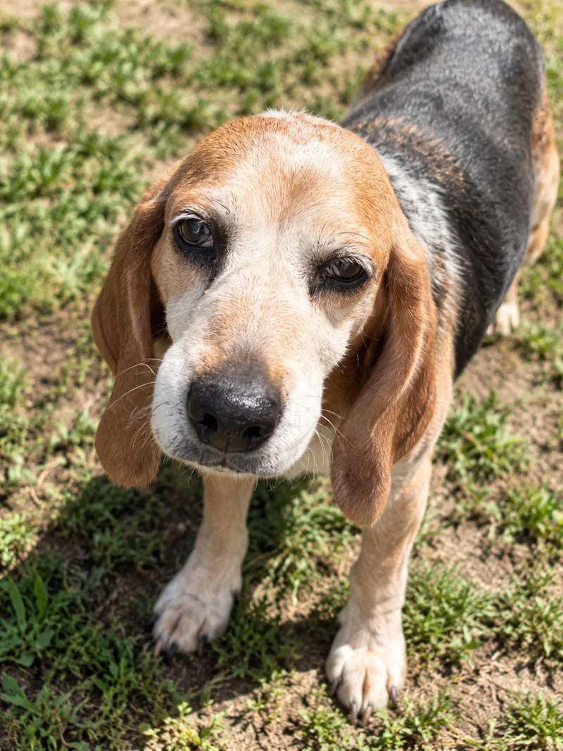 A senior small-sized female Tricolor (Brown, Black, & White) Beagle dog named Sprig for adoption in HANSON, MA