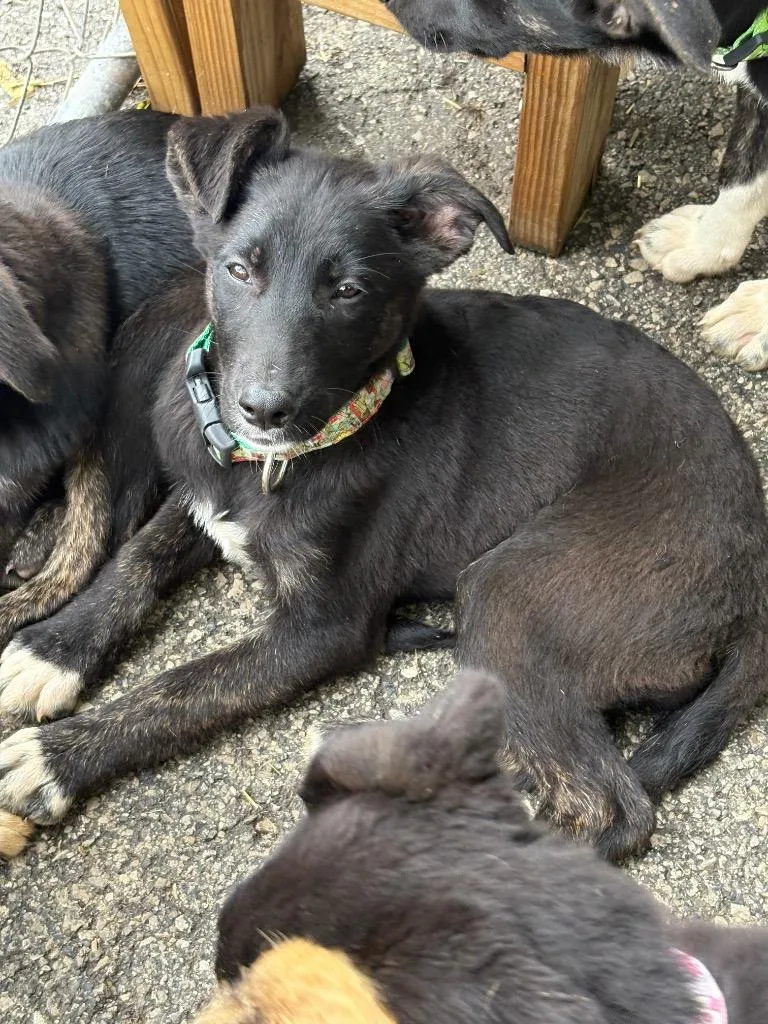 A baby medium-sized female German Shepherd Dog dog named Bees And Frogs Collar for adoption in Russellville, KY