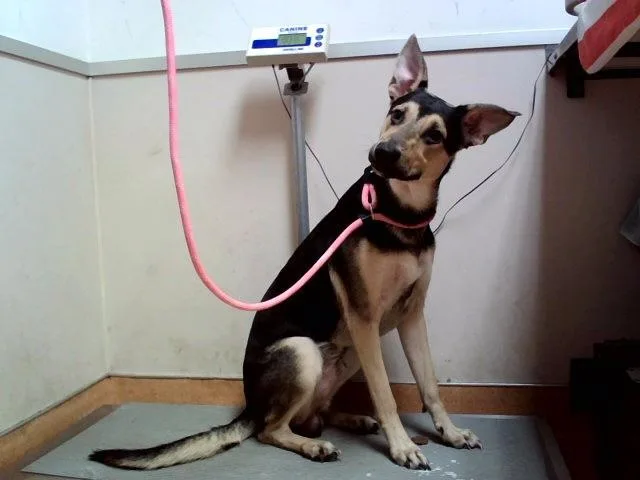 A young large-sized male German Shepherd Dog dog named Gus Porter for adoption in Martinez, CA