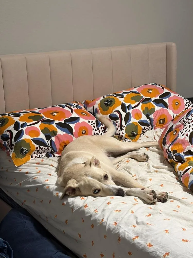 An adult large-sized female White / Cream Mixed Breed dog named Rosey for adoption in Lansing, MI