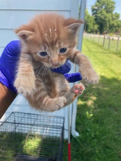 A baby small-sized male Domestic Short Hair cat named Spyro for adoption in Dallas, TX