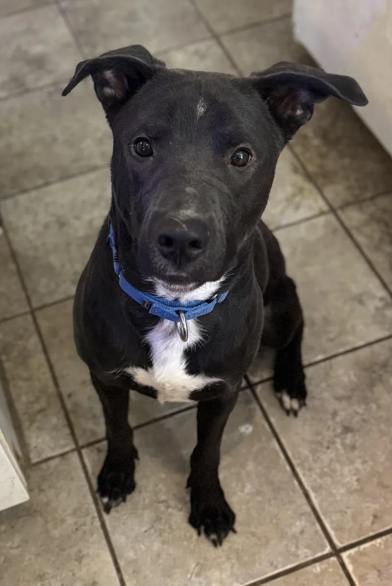 An adult large-sized male Black Mixed Breed dog named Cadete for adoption in Vassalboro, ME
