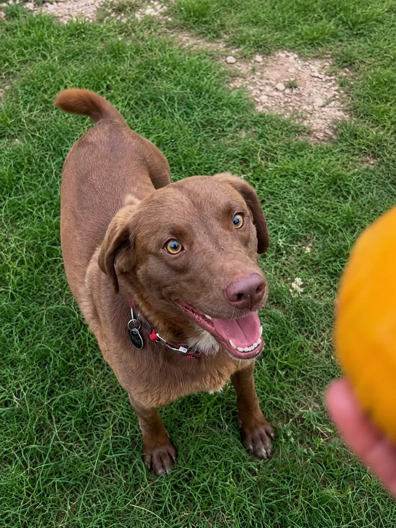 A young medium-sized male Brown / Chocolate Labrador Retriever dog named Murphy for adoption in Vernon, CT