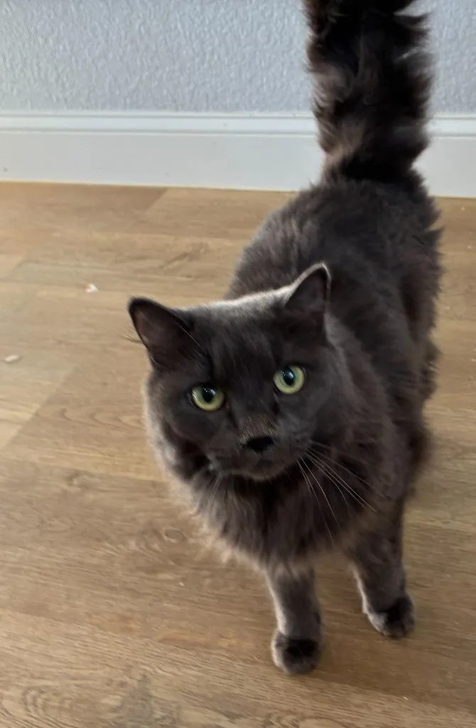 An adult medium-sized female Domestic Long Hair cat named Feather for adoption in Richland Hills, TX