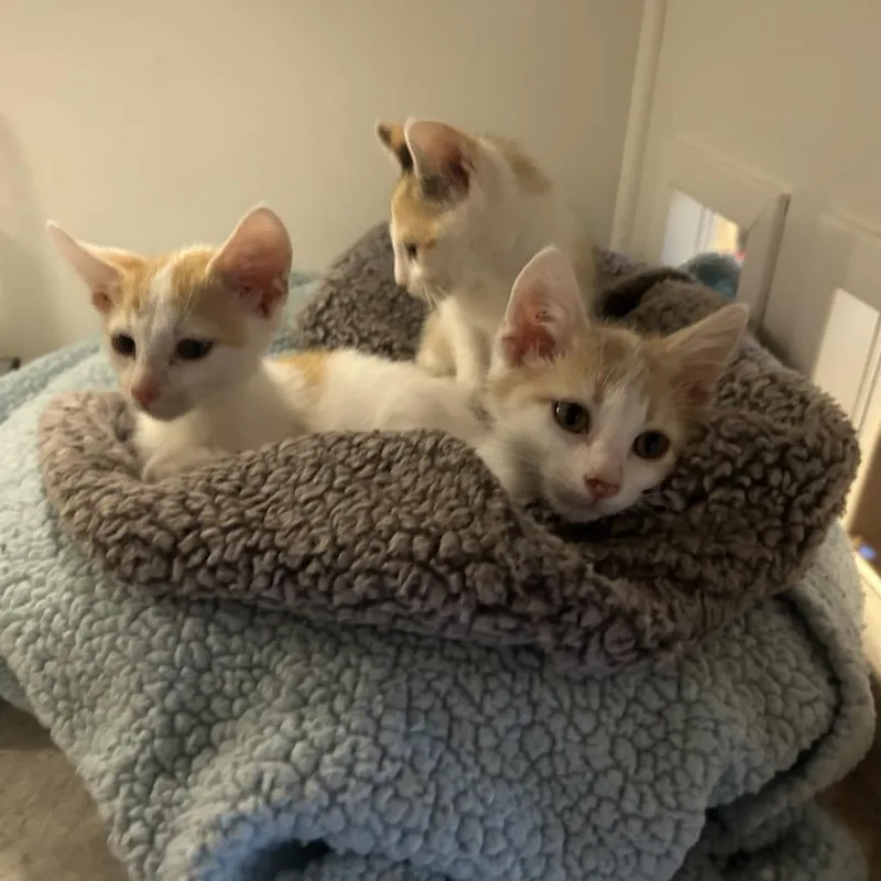 Cherry Breese thumbnail 2