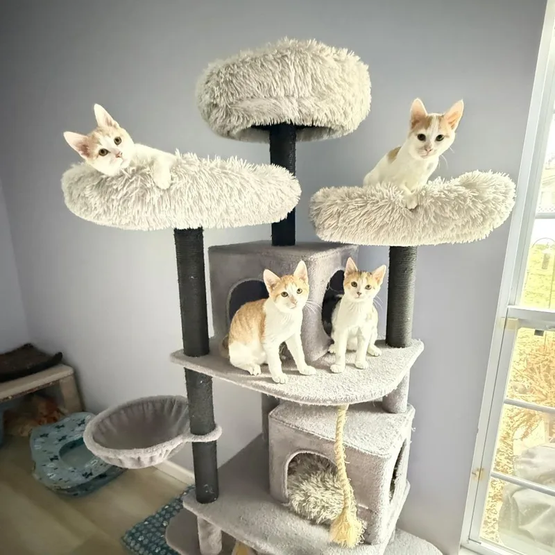 Cherry Breese thumbnail 3