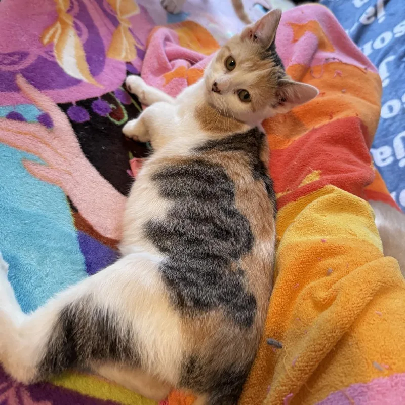 Cherry Breese thumbnail 4