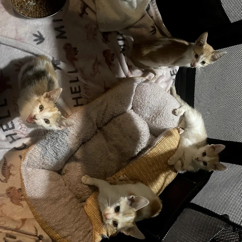 Cherry Breese thumbnail 5