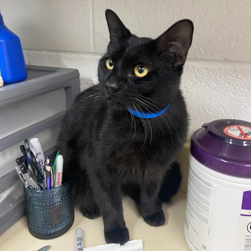 An adult medium-sized male Black Domestic Short Hair cat named Ennis for adoption in Ardmore, OK