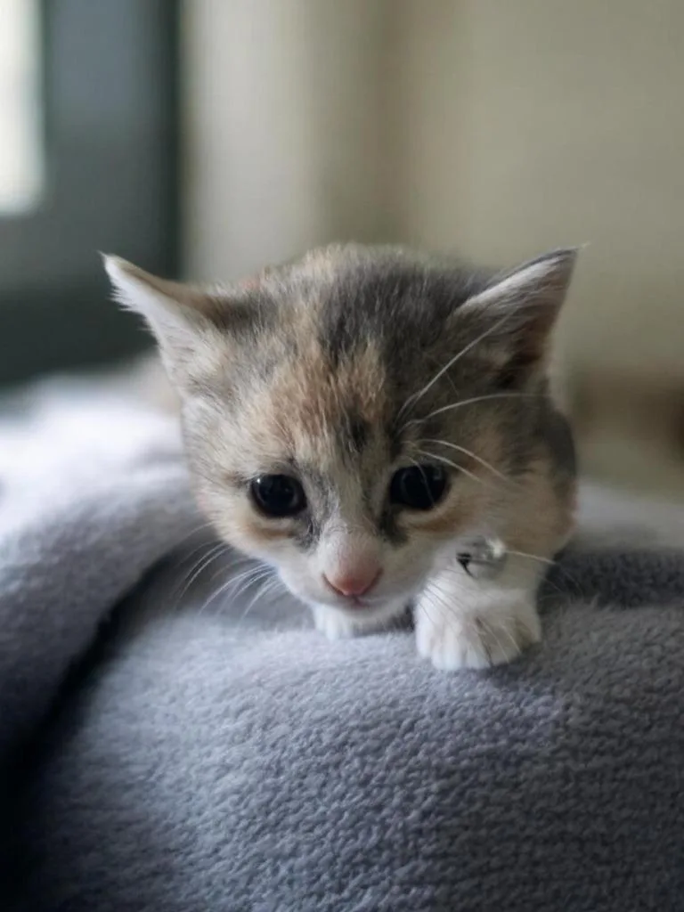 A baby small-sized female Domestic Short Hair cat named Millie for adoption in Barron, WI