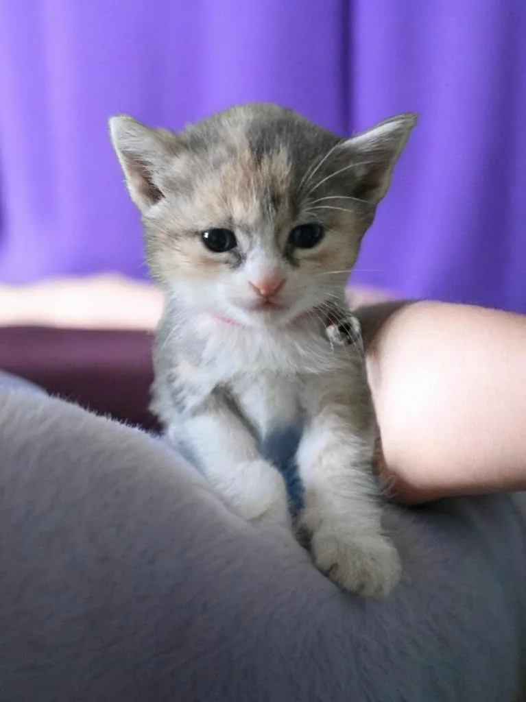 Millie thumbnail 4