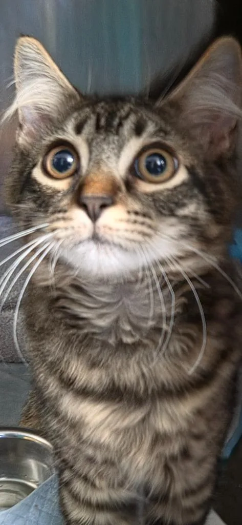A baby medium-sized male Domestic Medium Hair cat named Rocky Raccoon for adoption in Windsor, CT