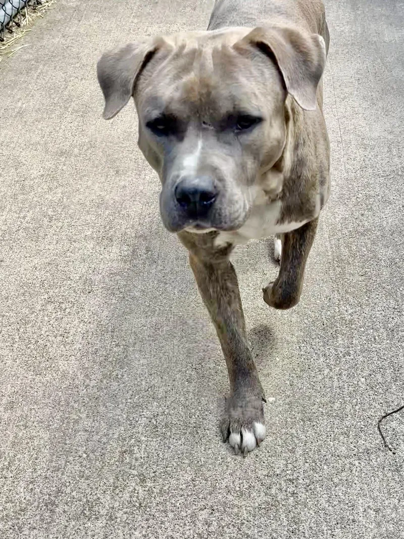 An adult medium-sized male Brindle American Staffordshire Terrier dog named Panache for adoption in Chicago, IL