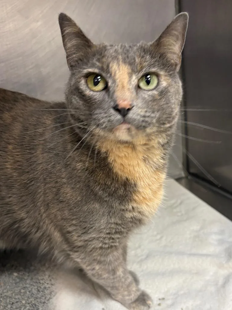 An adult large-sized female Domestic Short Hair cat named Delphine for adoption in Little Rock, AR