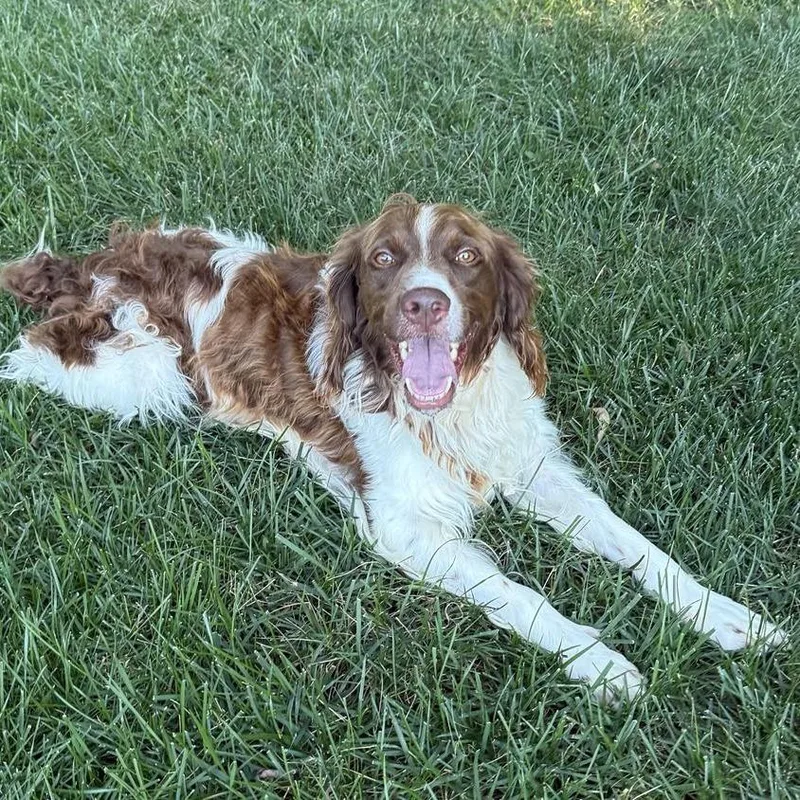An adult medium-sized male Brown / Chocolate Brittany Spaniel dog named Grayson for adoption in Olathe, KS