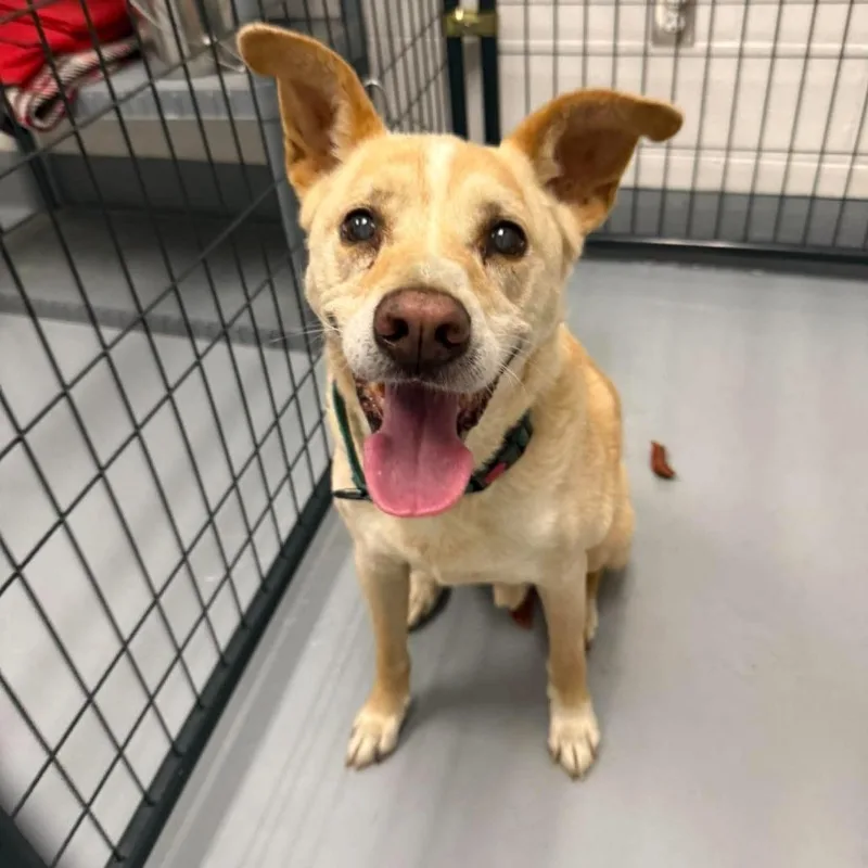 A senior medium-sized male Yellow / Tan / Blond / Fawn Yellow Labrador Retriever dog named Sunny for adoption in Rocky Mount, VA