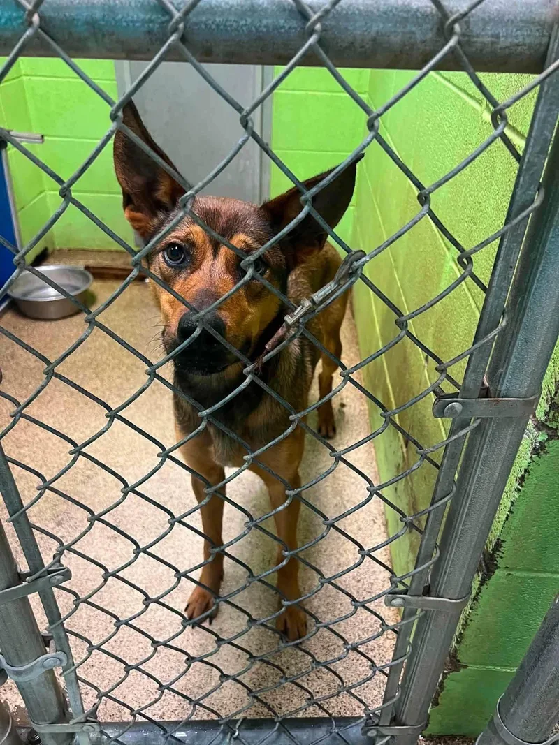 An adult medium-sized female Bicolor German Shepherd Dog dog named Carmella for adoption in Fort Payne, AL