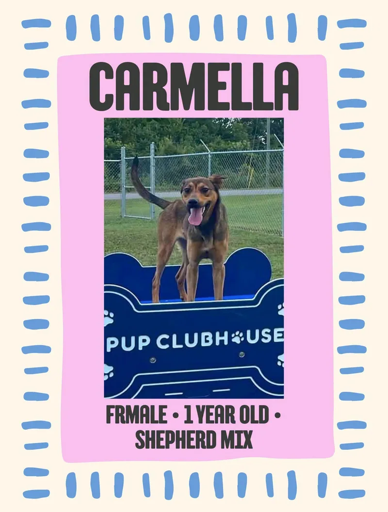 Carmella thumbnail 2