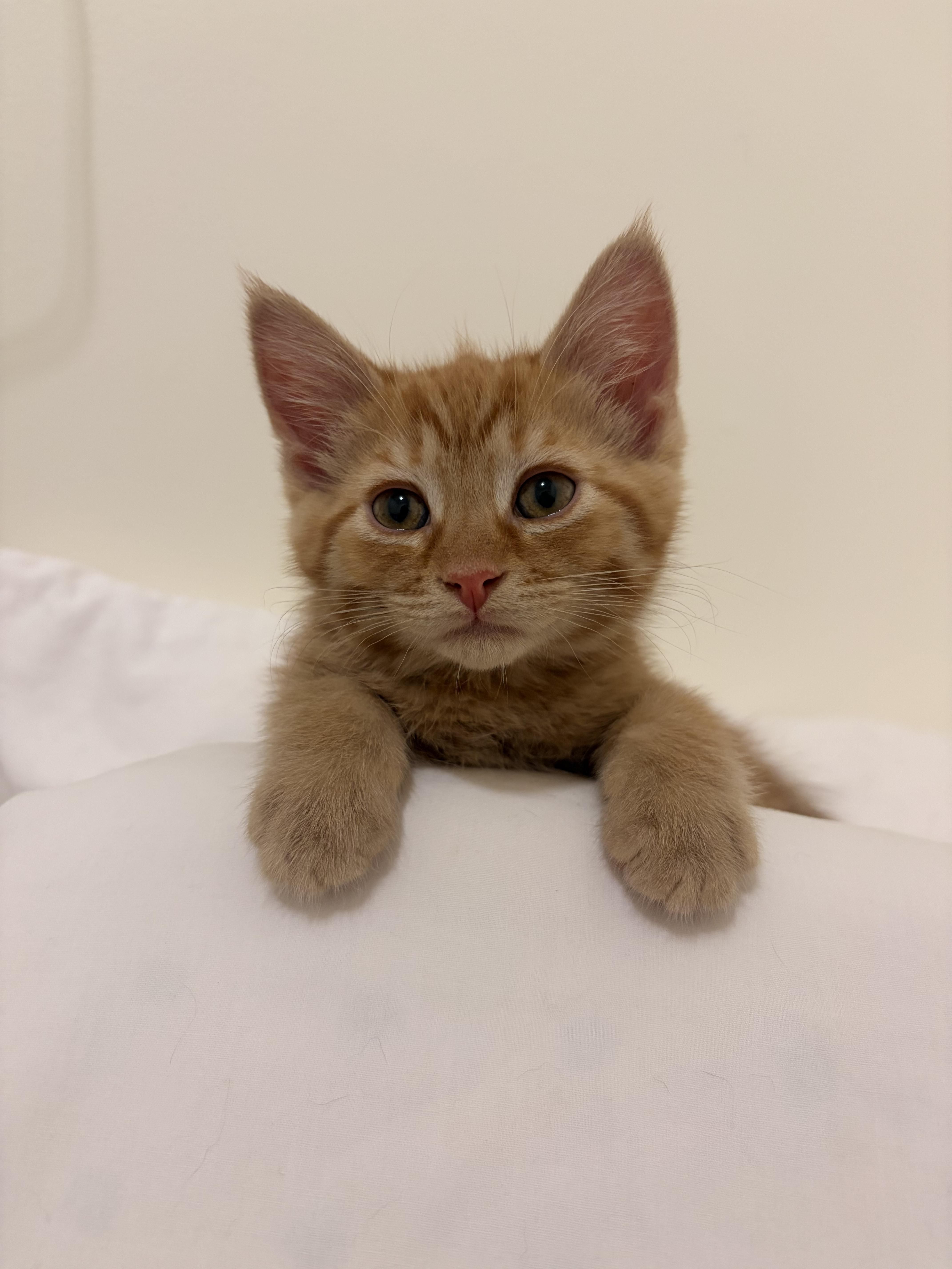 A baby medium-sized male Orange / Red Domestic Short Hair cat named Roman Candle for adoption in Fruit Heights, UT